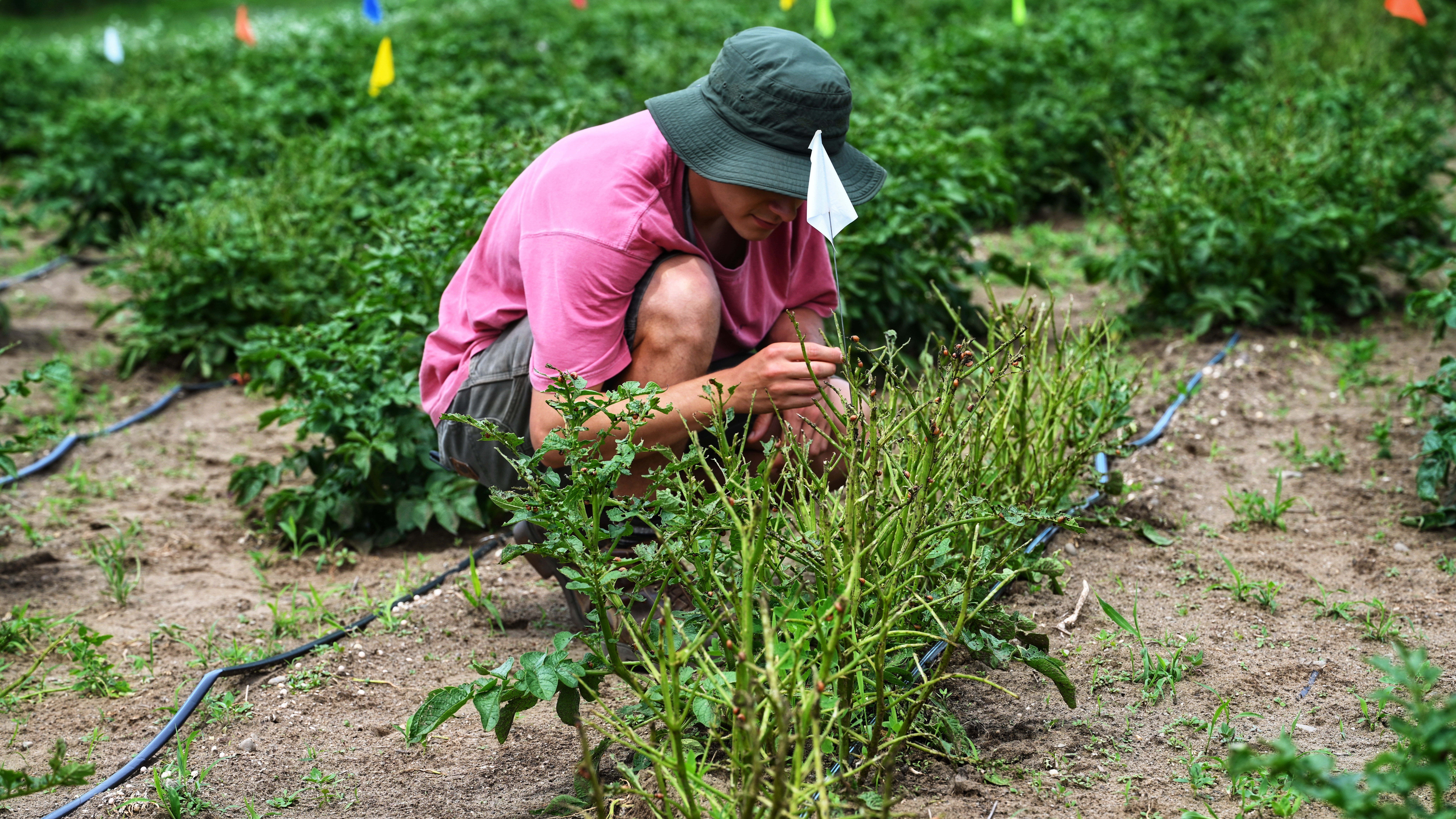 Nolan Kurtz | Monitoring our research plots— Summer 2025